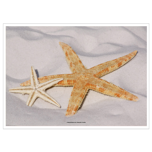 Place Mats Offset "Starfish" 70gsm 31x43cm Four Coloured Paper (500st/pak)